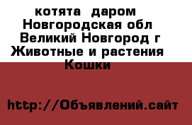 котята  даром  - Новгородская обл., Великий Новгород г. Животные и растения » Кошки   